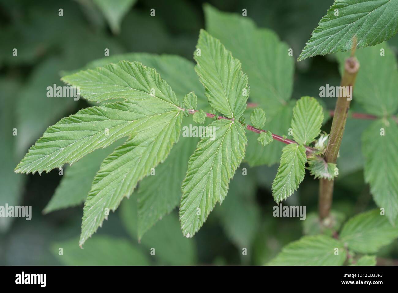 Meadowsweet / Filipendula ulmaria leaves in Summer. Well-known medicinal plant used in herbal medicine & herbal remedies for its analgesic properties. Stock Photo