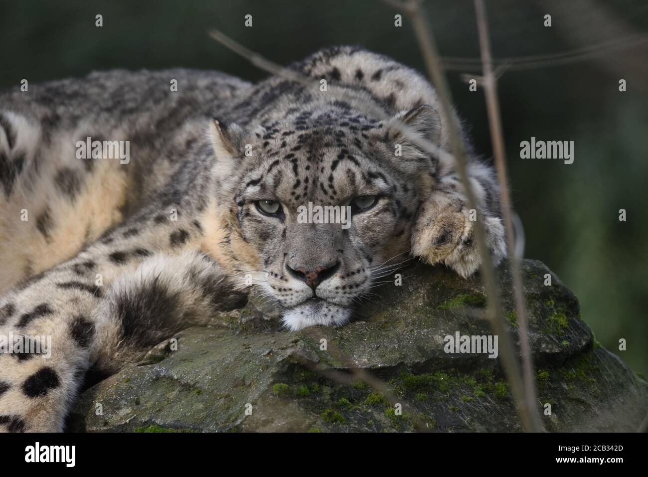 Snow leopard (Panthera uncia) surveying part of a territory whilst reclining on a high rock at Marwell Zoo in England. Stock Photo