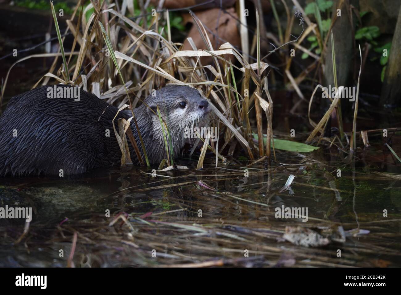 Asian small-clawed otter (Aonyx cinereus) emerging onto the reed lined bank at Marwell Zoo in England. Stock Photo