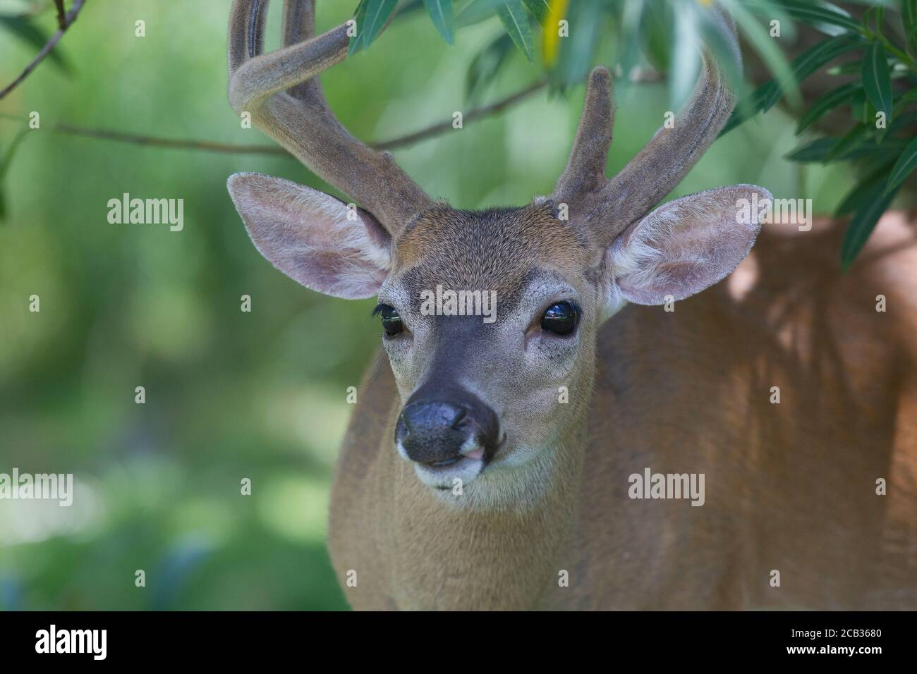 Endangered Key deer in the National Key Deer Refuge on Big Pine Key in the Florida Keys. Odocoileus virginianus clavium Stock Photo