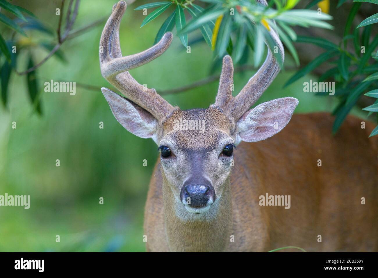 Endangered Key deer in the National Key Deer Refuge on Big Pine Key in the Florida Keys. Odocoileus virginianus clavium Stock Photo