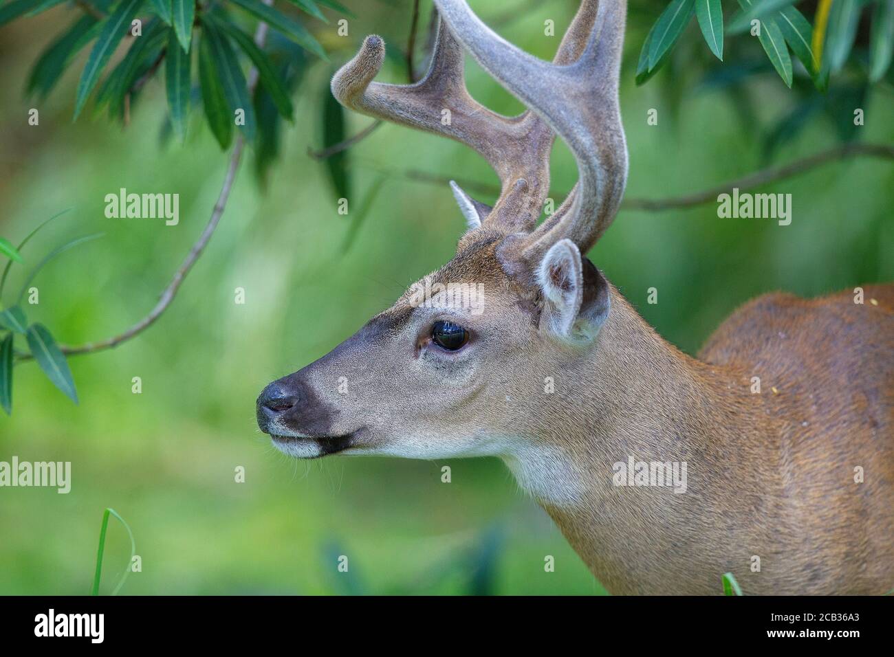 Endangered Key deer in the National Key Deer Refuge on Big Pine Key in