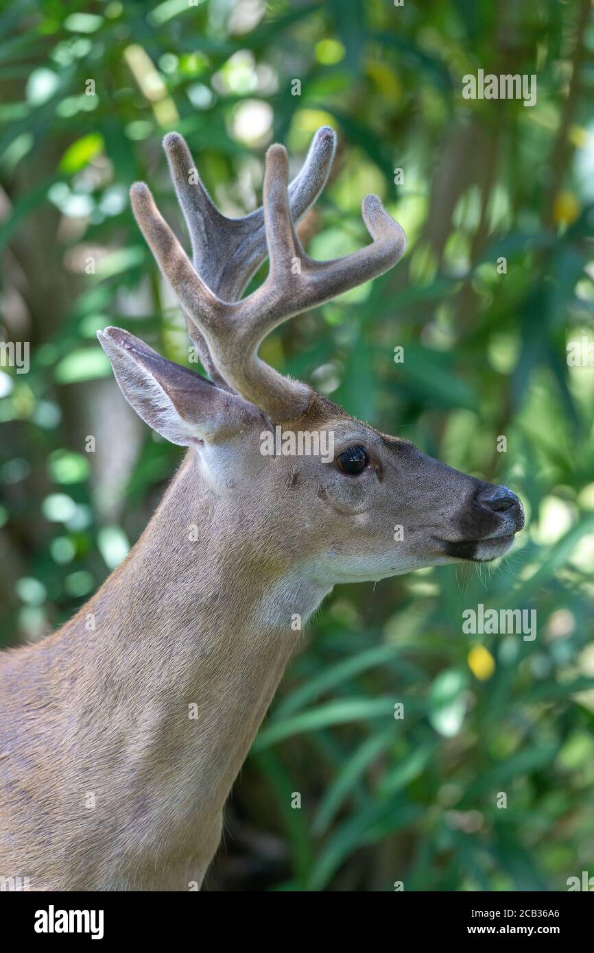 Endangered Key deer in the National Key Deer Refuge on Big Pine Key in the  Florida Keys. Odocoileus virginianus clavium Stock Photo - Alamy