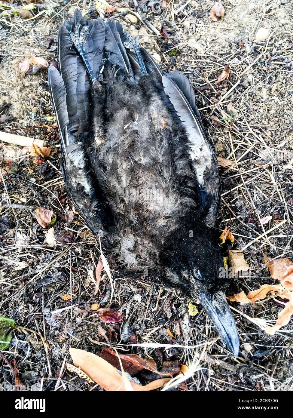 Dead crow laying on the ground, Lyon, France Stock Photo Alamy
