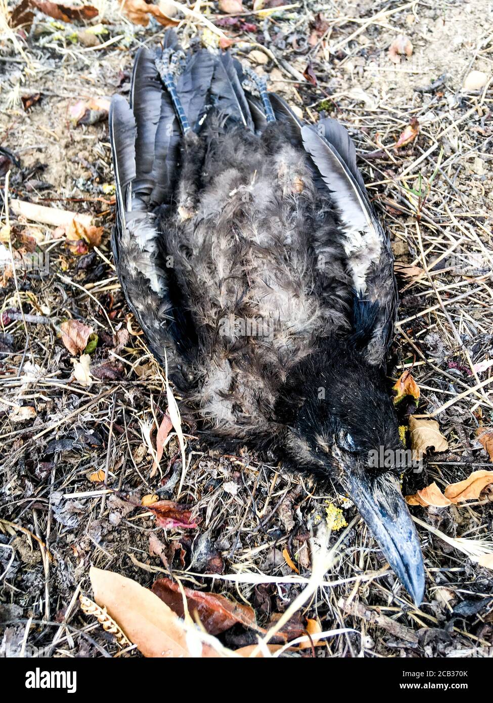 Dead crow laying on the ground, Lyon, France Stock Photo - Alamy