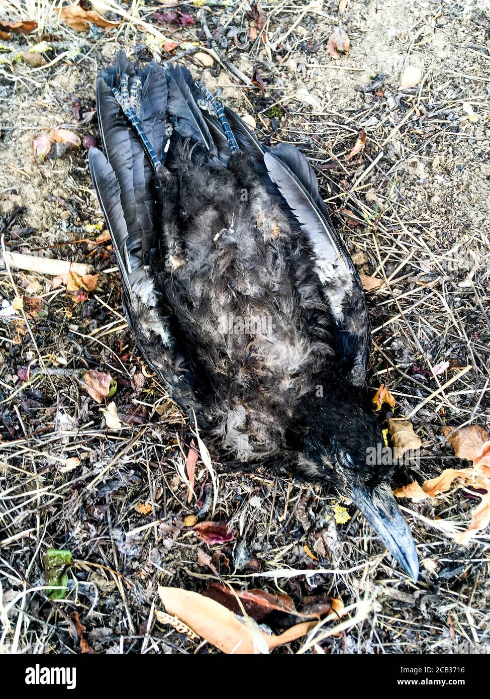 Dead crow laying on the ground, Lyon, France Stock Photo Alamy