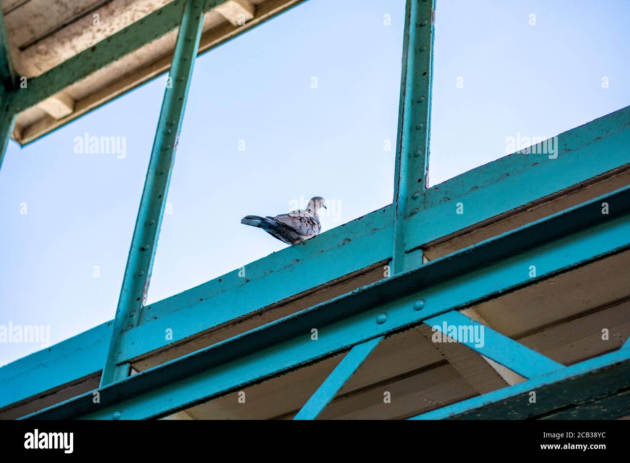 Eurasian collared dove sits on a old blue industrial building Stock Photo