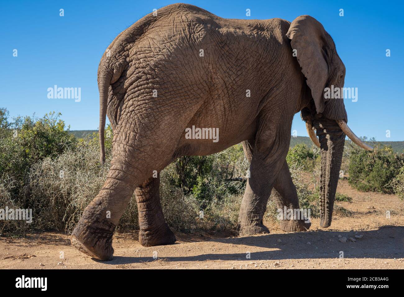 African elephant walking in bush Stock Photo - Alamy