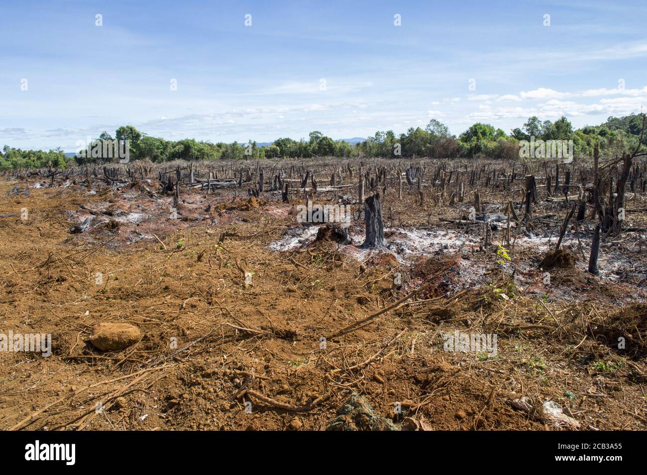 Shot of cut trees and burnt down forest in the Amazon jungle and rainforest in Brazil Stock