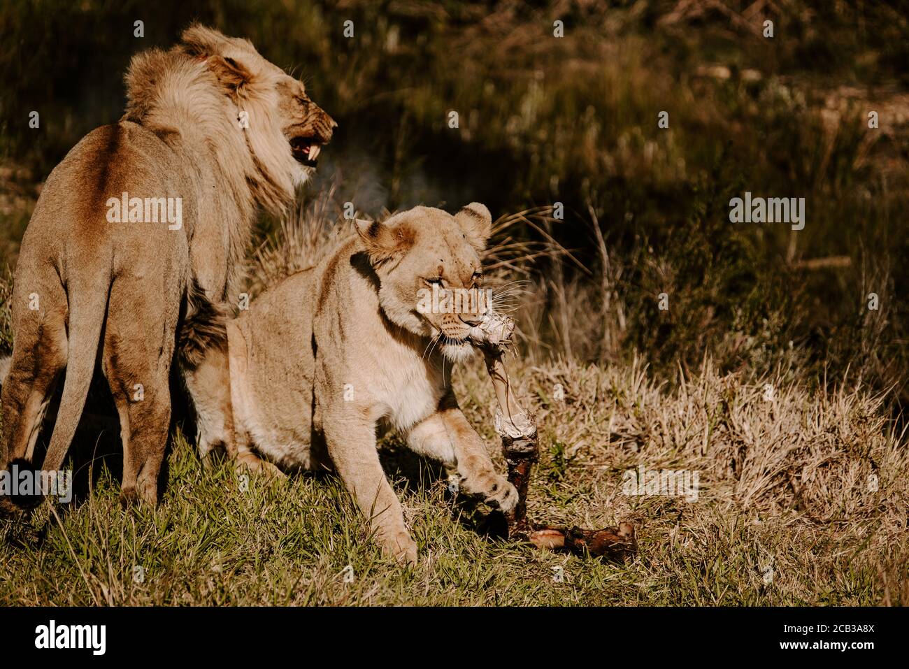 Mesmerizing shot of a powerful lion and tiger on the grass at daytime Stock Photo