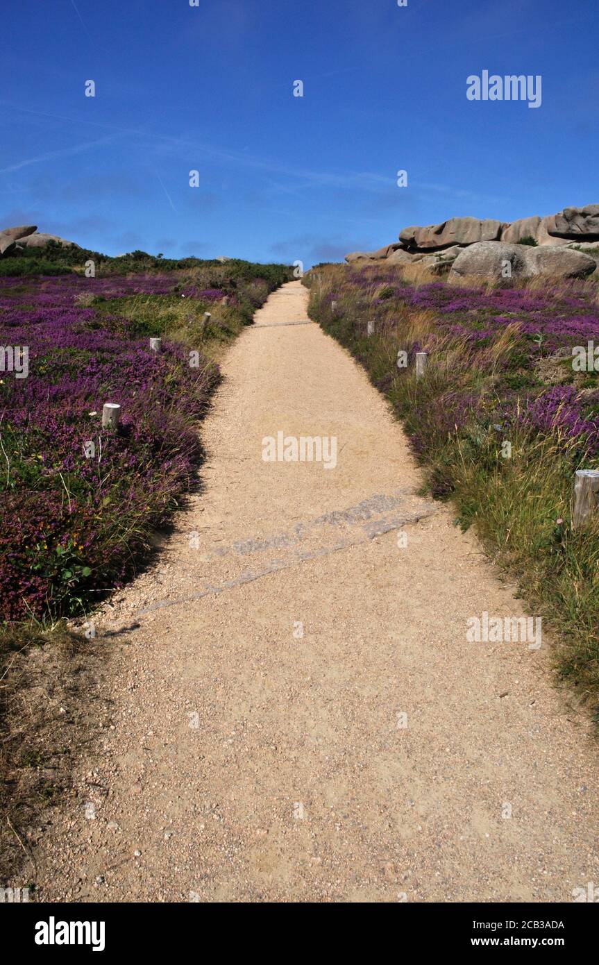 Path in heather and rock on the pink granite coast in Brittany Stock ...