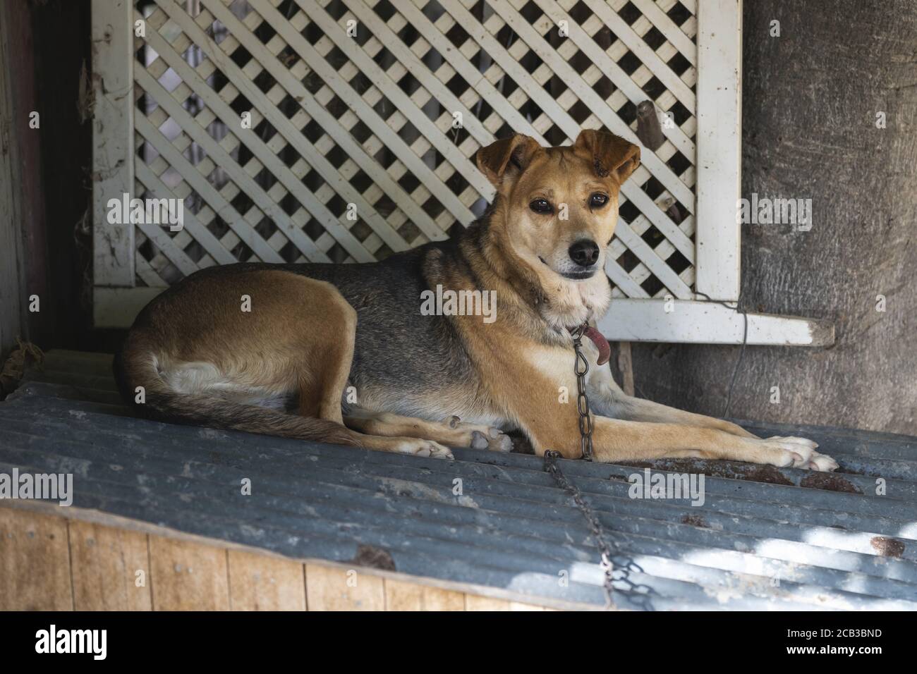 Cute brown dog sitting on the ground with a chain Stock Photo