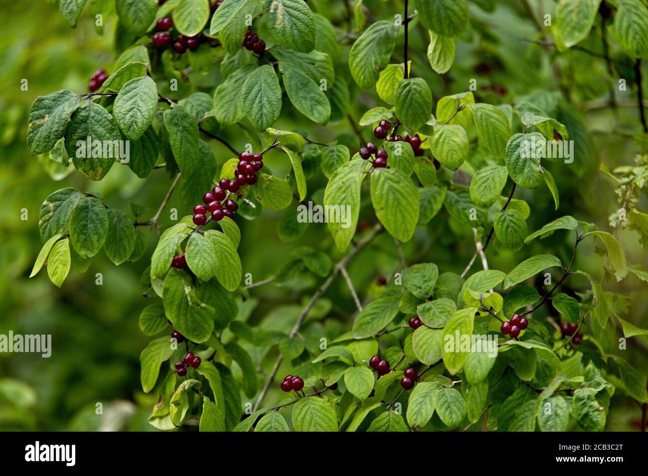 Closeup shot of Amur Honeysuckle berry bush Stock Photo