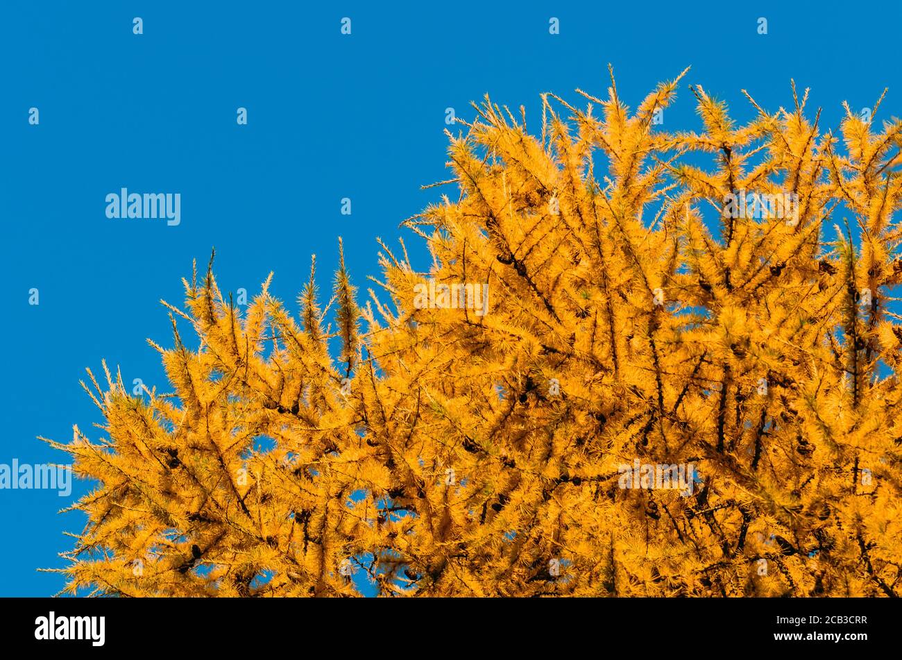 Brightly yellow needles of a larch tree against a blue sky background Stock Photo