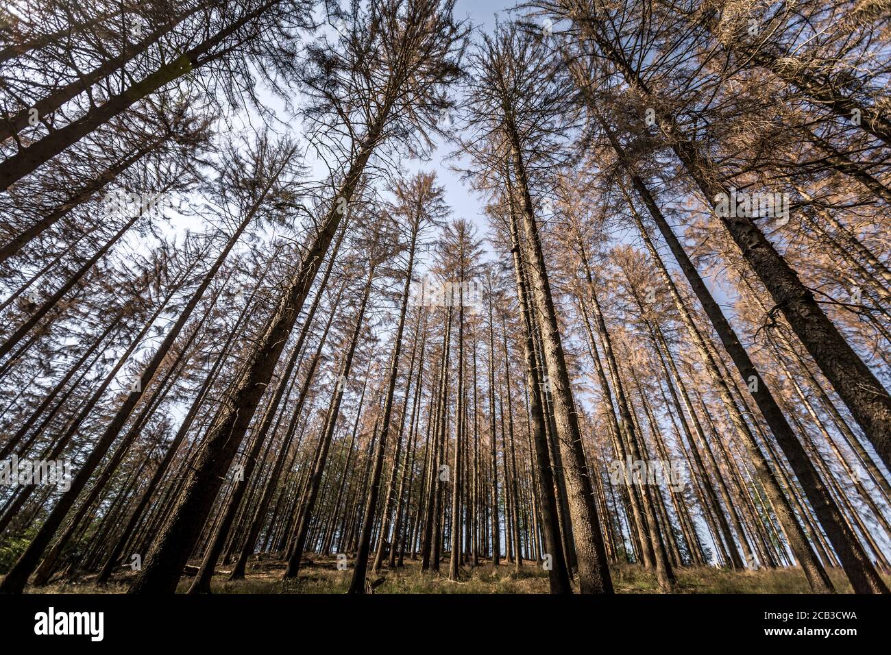 Forest dieback in the Sauerland. Whole spruce forests near Luedenscheid in the Sauerland region have been damaged by the bark beetle and died. The infested trees must be cut down quickly so that the beetle cannot spread further to infest other weakened trees. The great drought in the forests also causes the trees to die. © Frank Schultze / Zeitenspiegel Stock Photo
