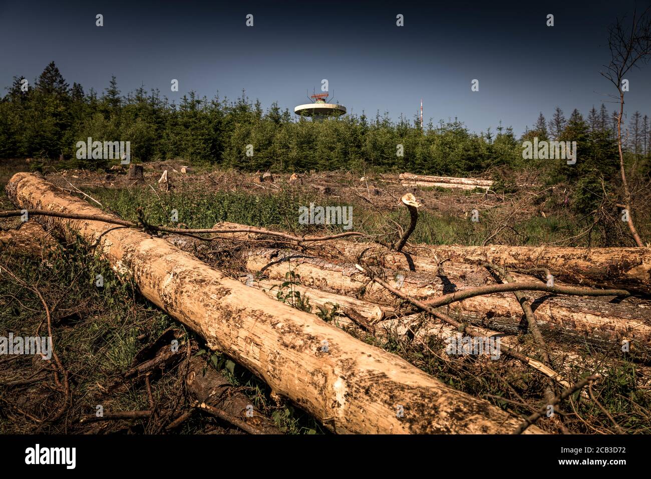 Forest dieback in the Sauerland. Whole spruce forests near Luedenscheid in the Sauerland region have been damaged by the bark beetle and died. The infested trees must be cut down quickly so that the beetle cannot spread further to infest other weakened trees. The great drought in the forests also causes the trees to die. © Frank Schultze / Zeitenspiegel Stock Photo