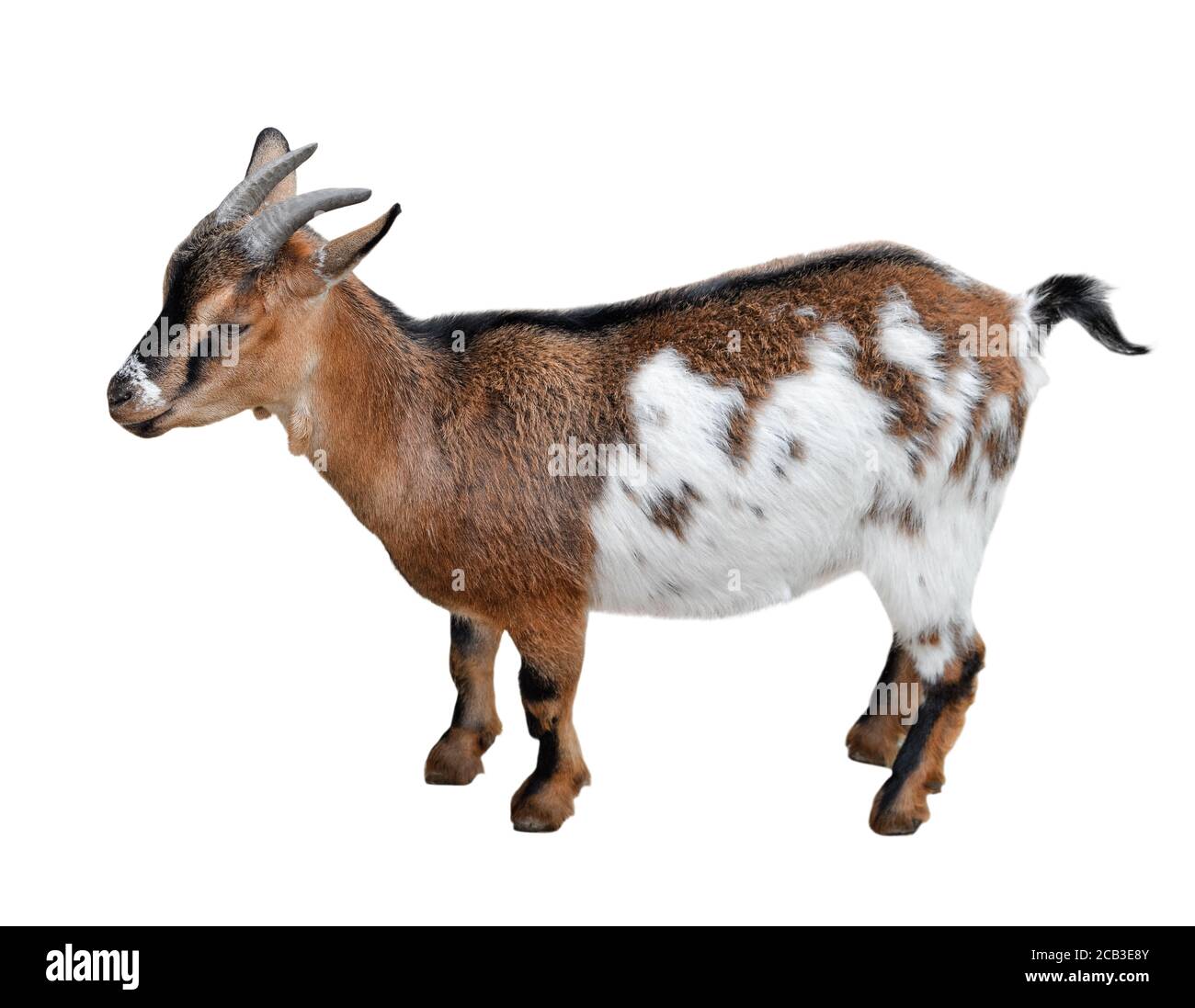 Goat standing full length isolated on white. Funny white and brown