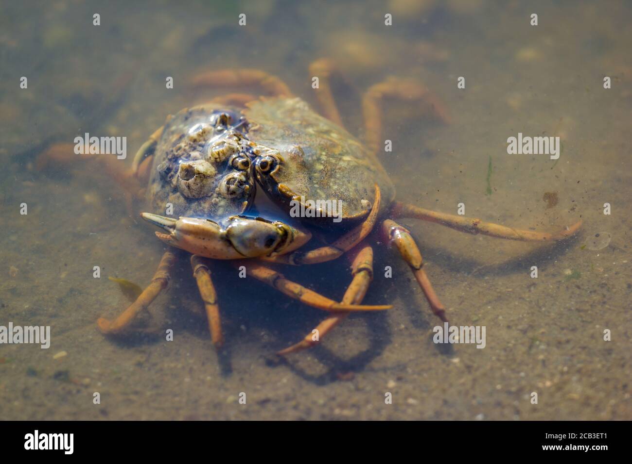 Two Green Shore Crabs are wrestling in shallow water Stock Photo