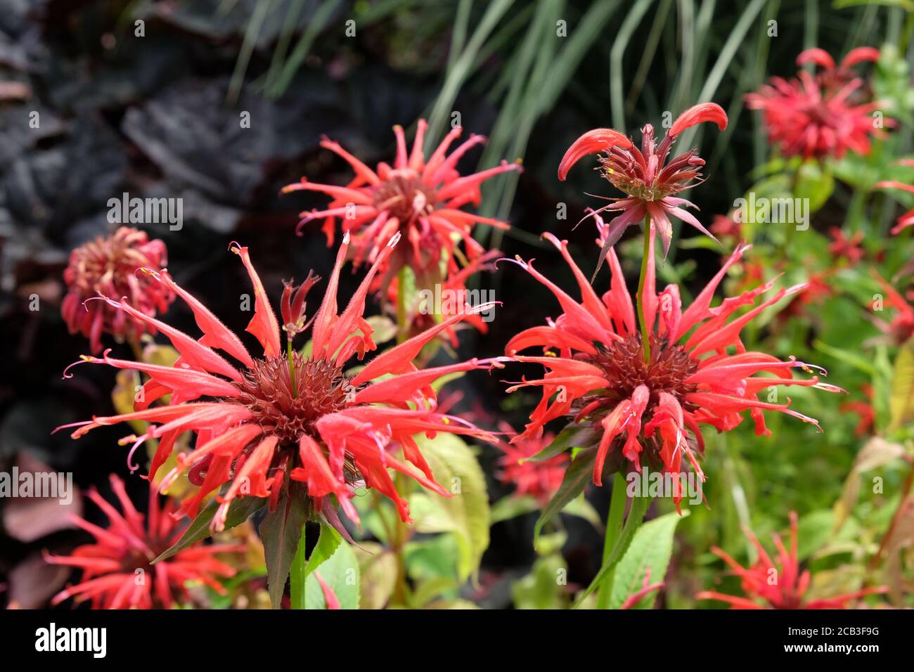 Monarda Didyma or  Scarlet Beebalm 'squaw' in flower Stock Photo