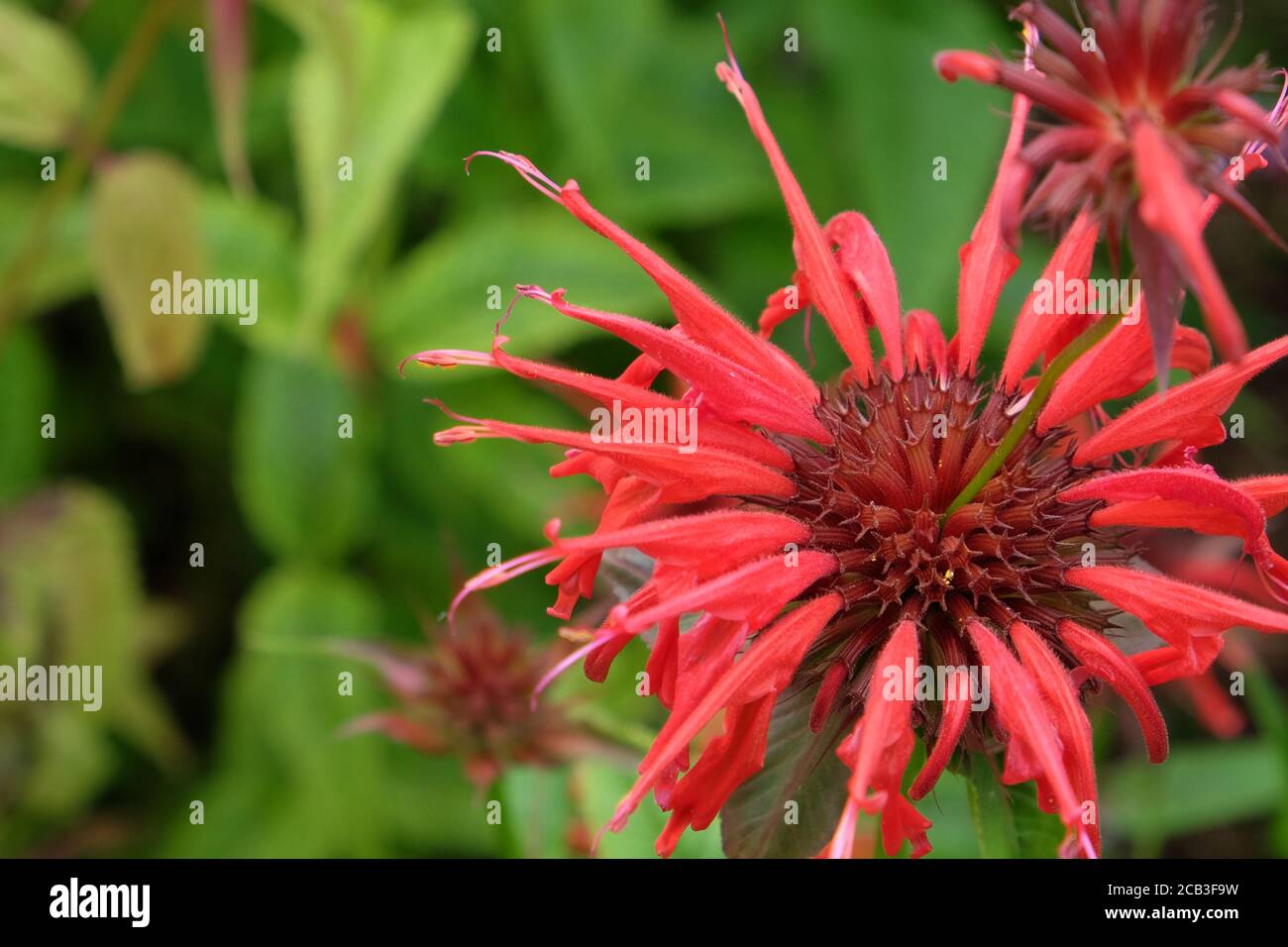 Monarda Didyma or  Scarlet Beebalm 'squaw' in flower Stock Photo