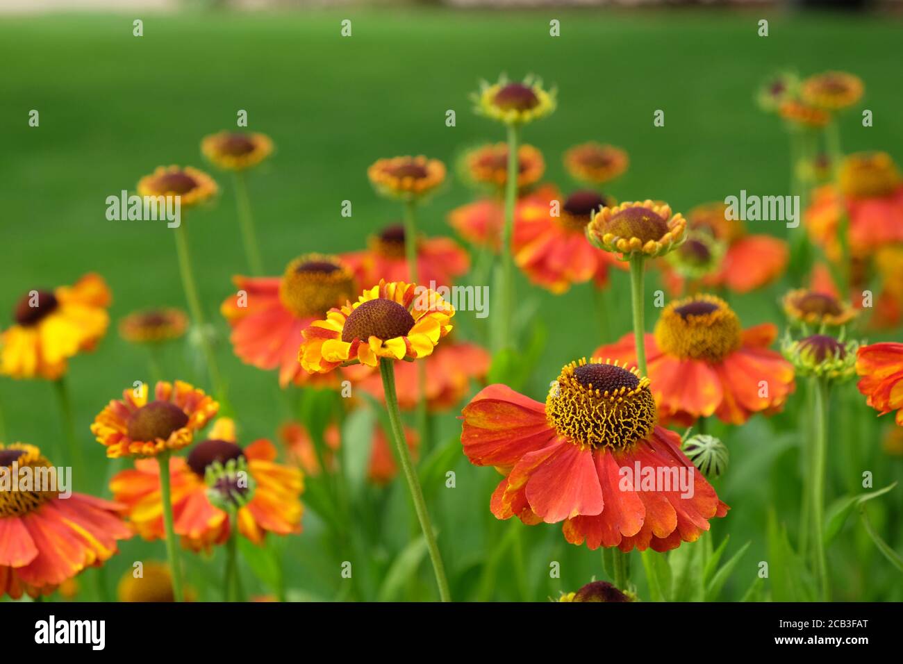Helenium 'sahin's early flowerer' sneezeweed in flower during the summer months Stock Photo