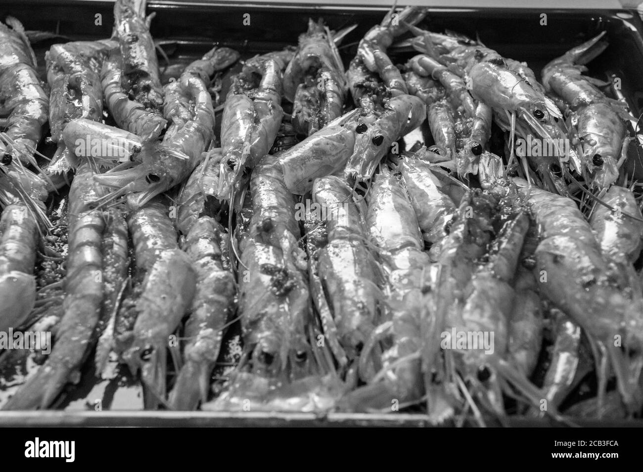 A platter of large, king-sized prawns in black and white and monochrome. They prepared in garlic butter for grilling and devouring. De-veined prawns. Stock Photo