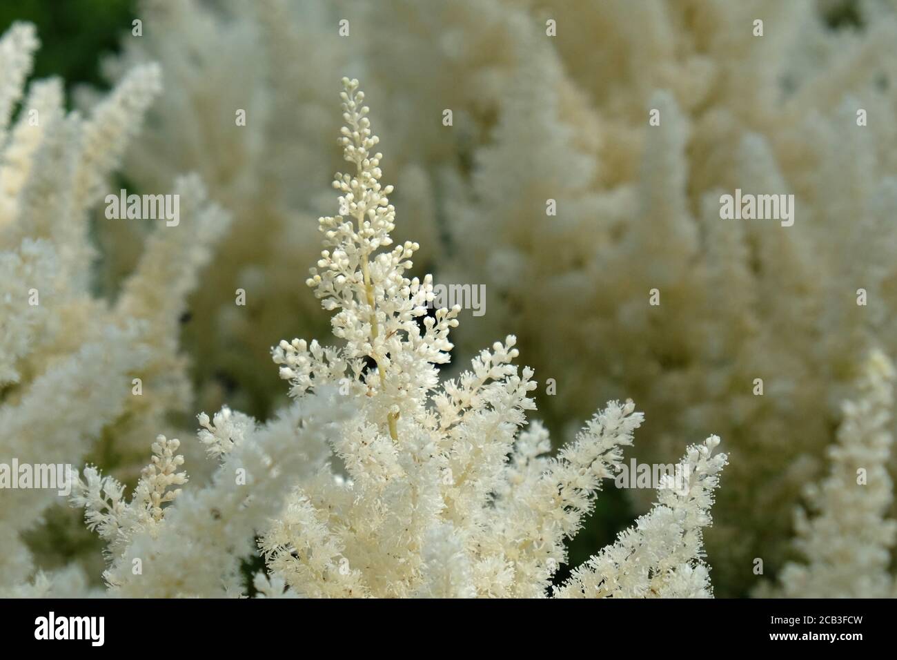 White astilbe 'false buck's beard' in flower during the summer months Stock Photo