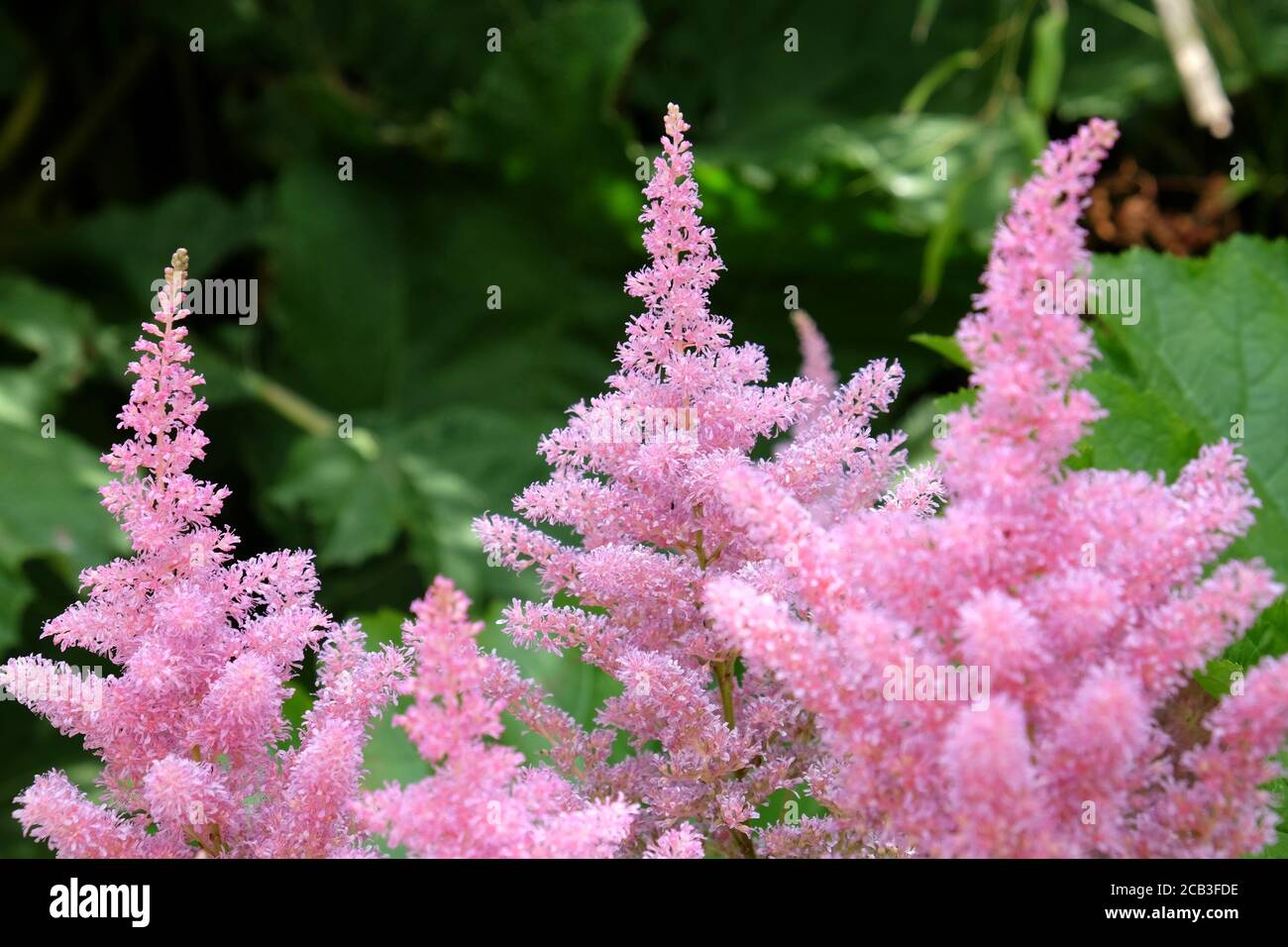 Pink astilbe 'false buck's beard' in flower during the summer months Stock Photo