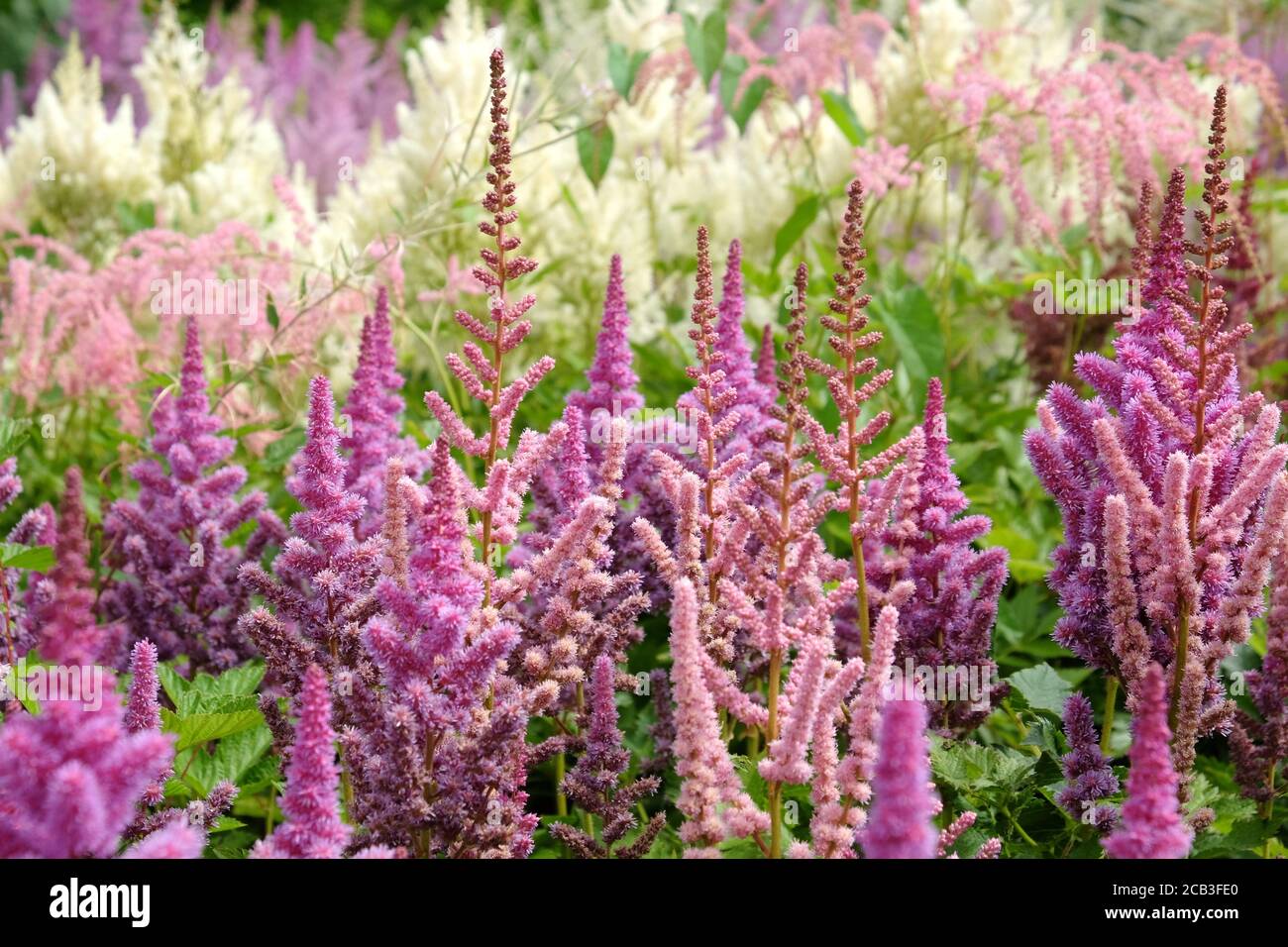 Pink Chinese astilbe 'false buck's beard' in flower during the summer months Stock Photo