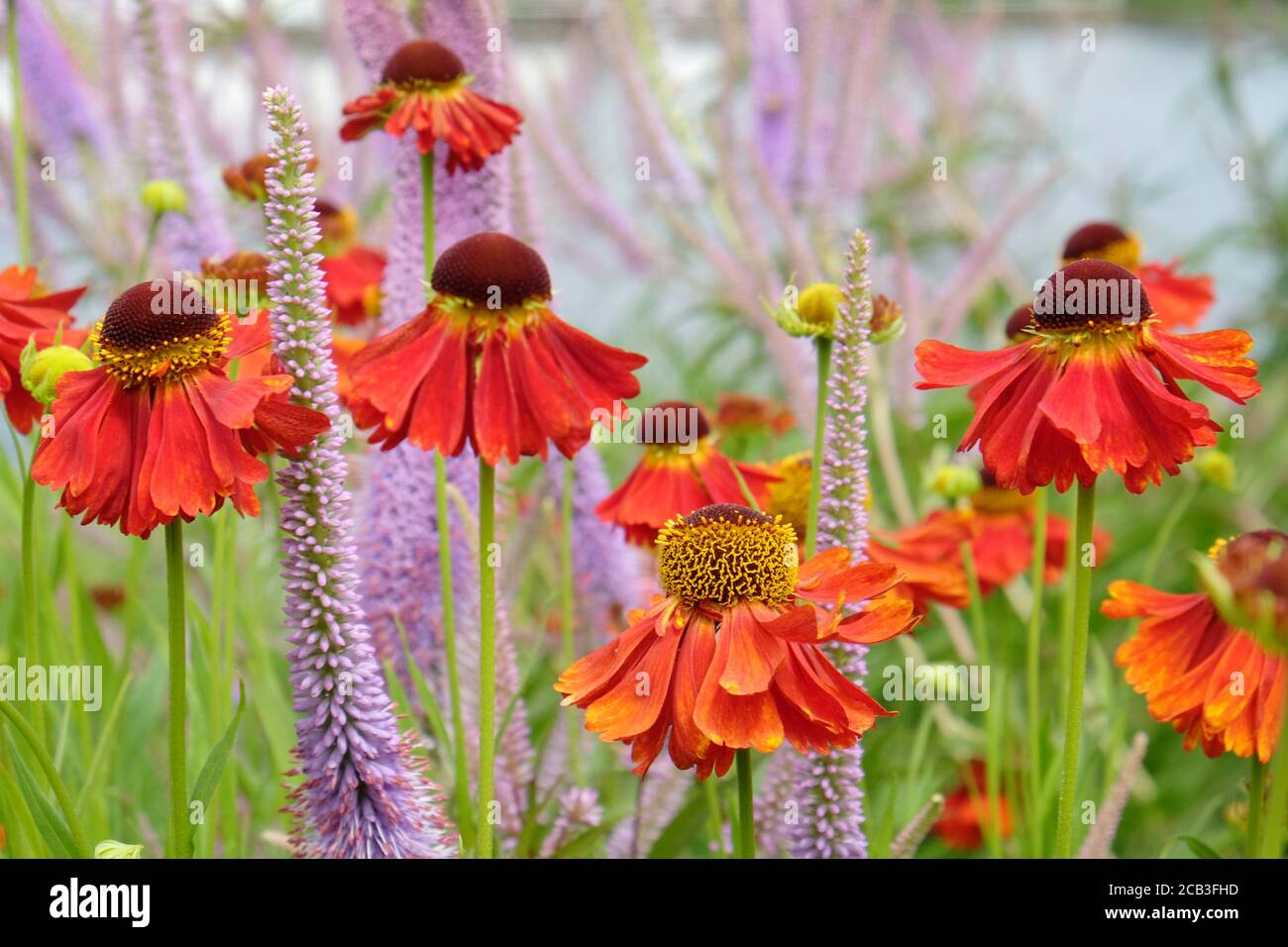 Helenium 'Moerheim Beauty' sneezeweed and purple spiked speedwell in flower during the summer months Stock Photo