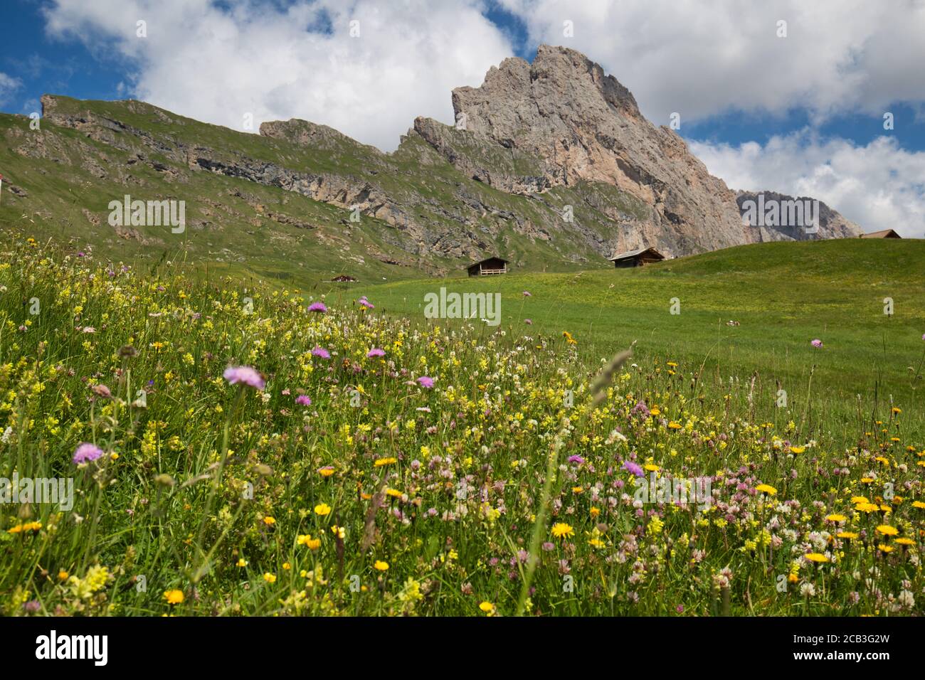 Wild flowers growing on the side of Seceda mountain in the Italian