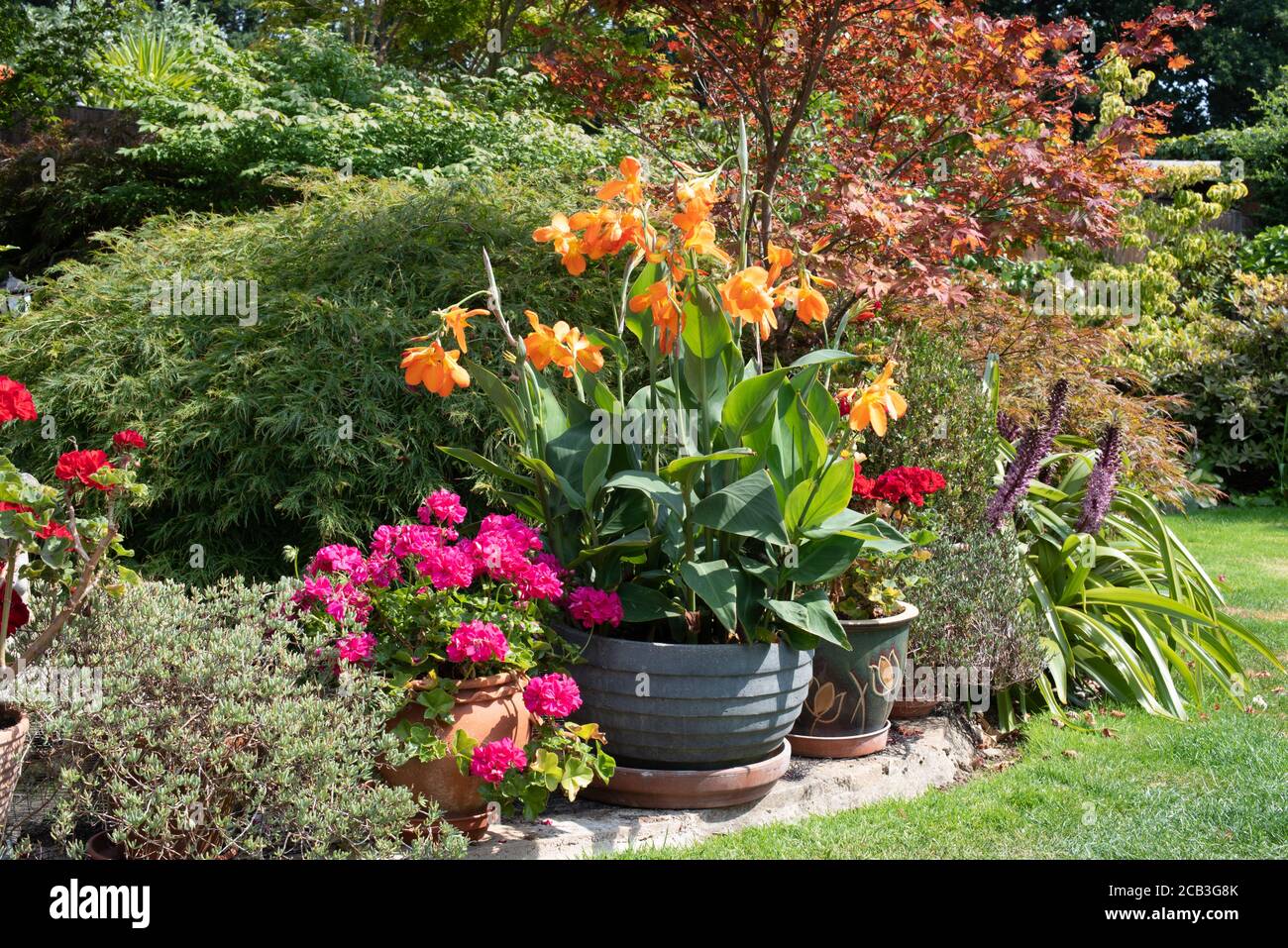 Patio pot plants cannas geraniums Stock Photo