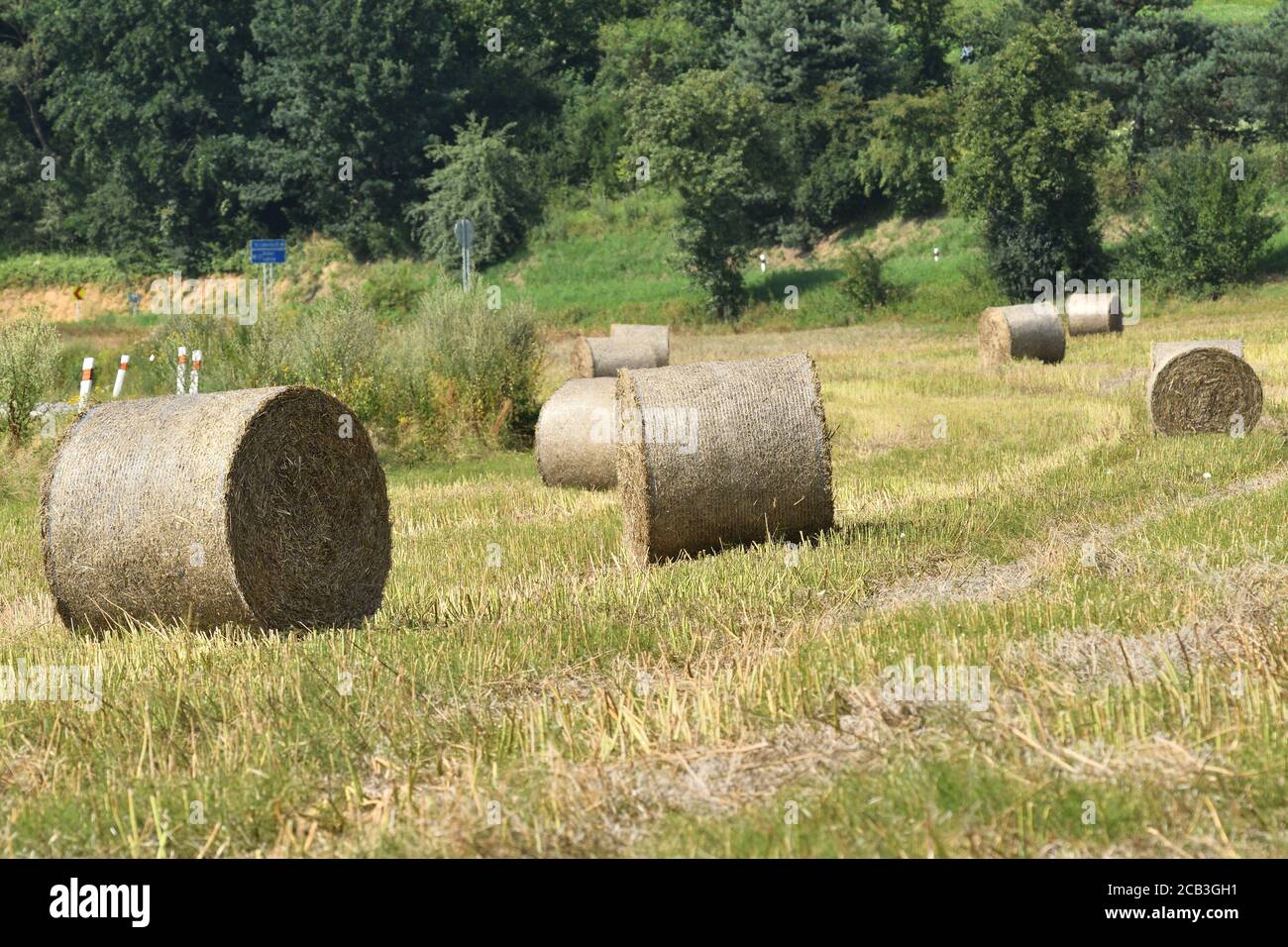 Stacks of dry grass on an agricultural field after harvest Stock Photo ...
