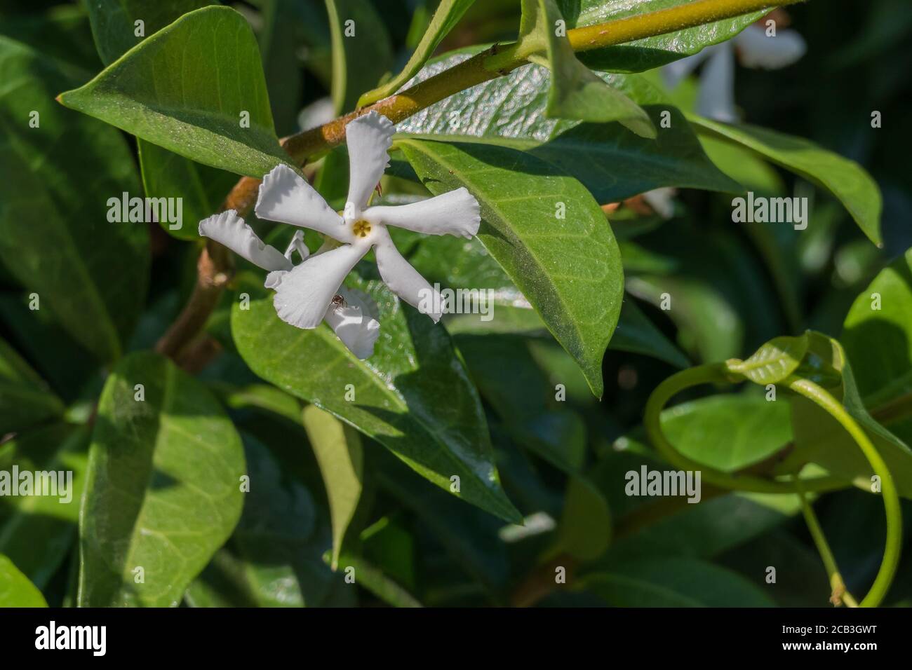 flower confederate jasmine close view with sunlight outdoors Stock