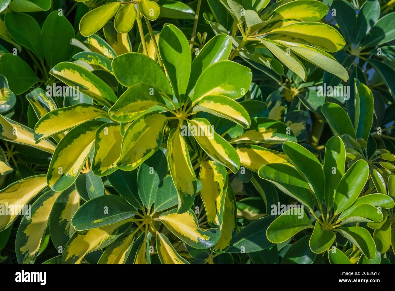 Umbrella Tree High Resolution Stock Photography and Images Alamy