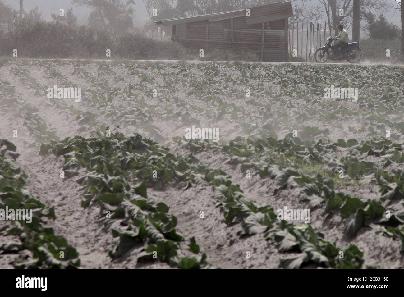 North Sumatra, Indonesia. 10th Aug, 2020. A man rides his motorbike beside cabbage farm covered with ash after Mount Sinabung eruption at Karo, North Sumatra, Indonesia, Aug. 10, 2020. Mount Sinabung in Indonesia's North Sumatra province's district of Karo erupted on Monday at 10:16 a.m. local time with a column of ash reaching some 5,000 meters above the volcano's peak or about 7,460 meters above the sea level, local media reported. Credit: Alberth Damanik/Xinhua/Alamy Live News Stock Photo