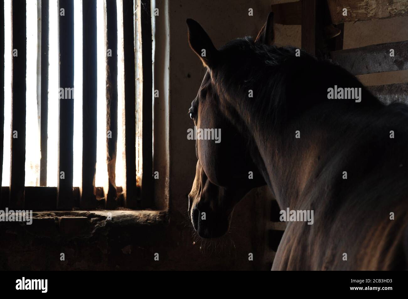 The brown horse in the stable sadly looks out of the barred window. Stock Photo