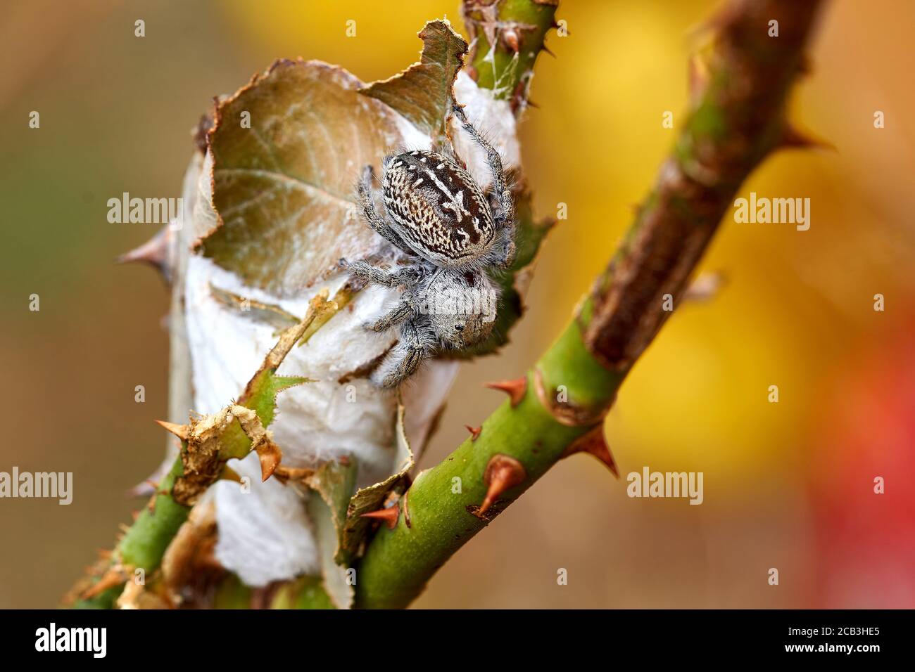 Closeup of a Beautiful healthy female Texas Jumping Spider (Phidippus texanus) Stock Photo
