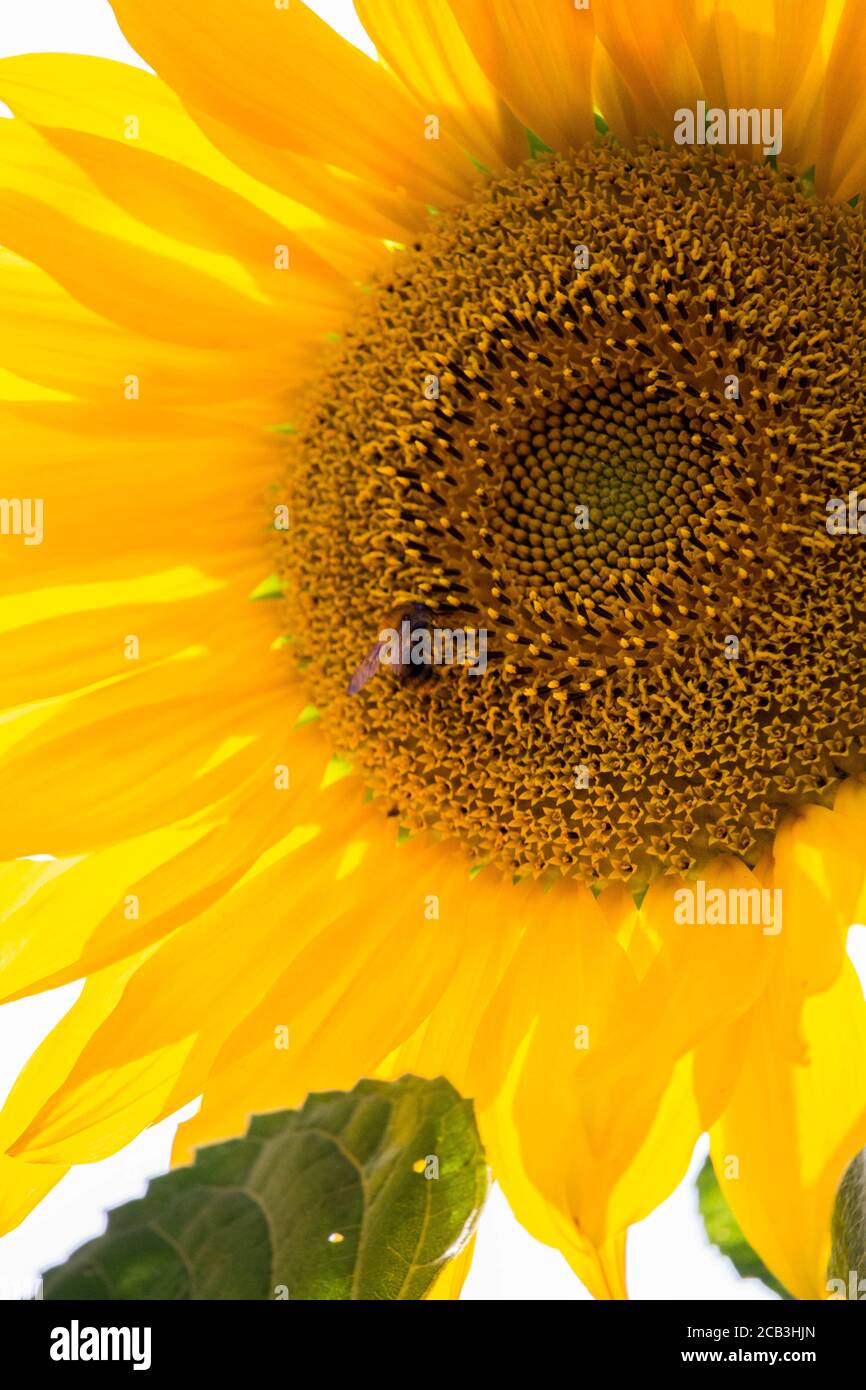 Vertical shot bee collecting hi-res stock photography and images - Alamy