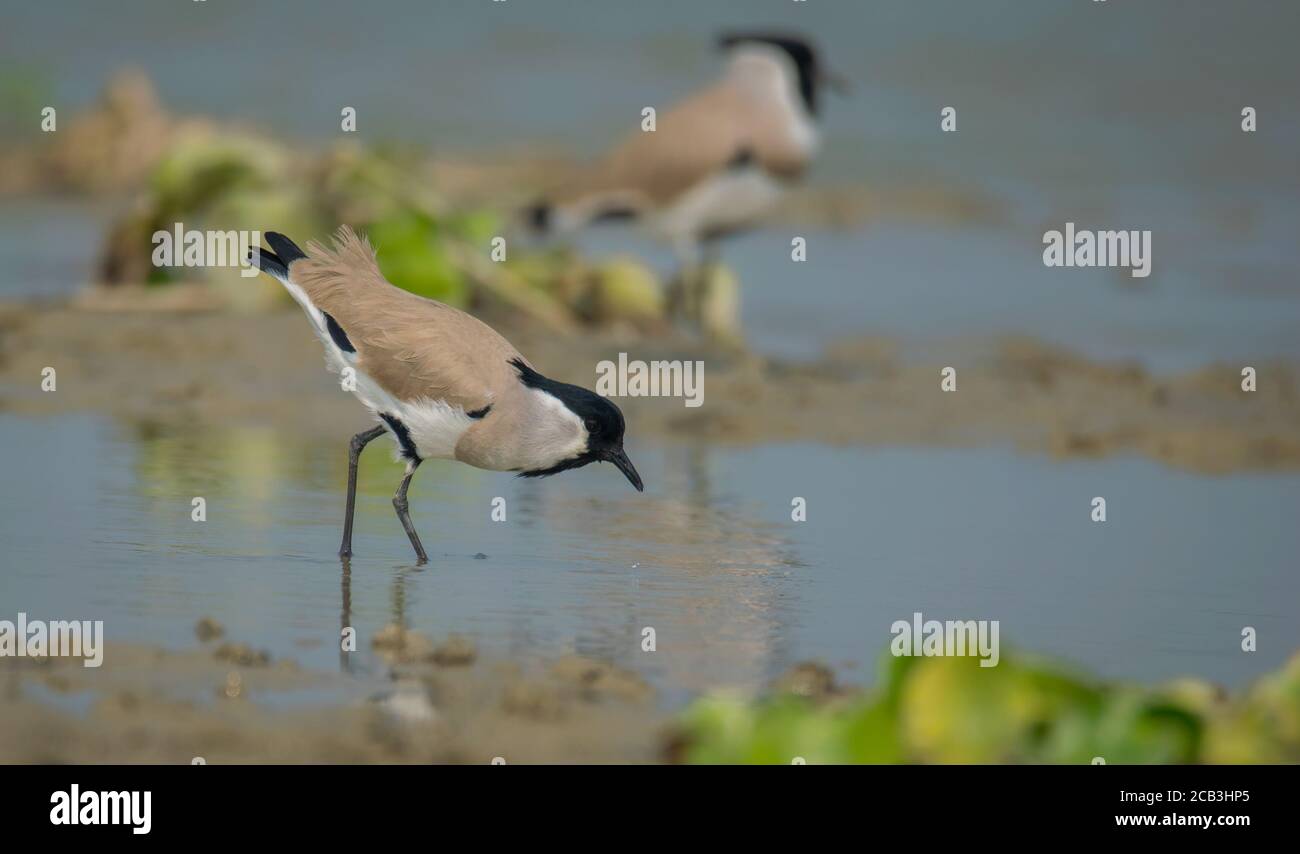 Some wild birds collecting foods from lake water Stock Photo Alamy