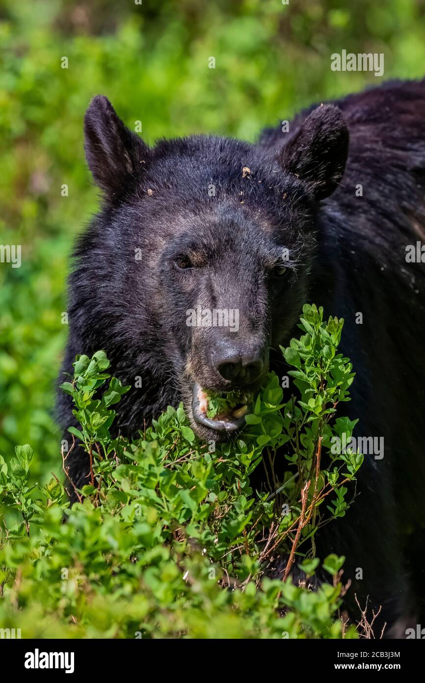 American Black Bear, Ursus americanus, feeding on Gray's Lovage, Ligusticum grayi, in July along trail through the meadows of Paradise, Mount Rainier Stock Photo