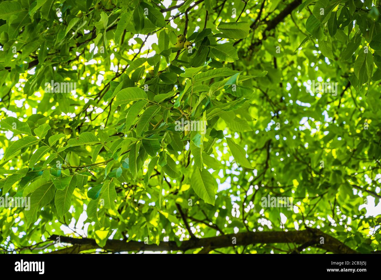 Selective focus shot of green branches of a fruit tree Stock Photo - Alamy