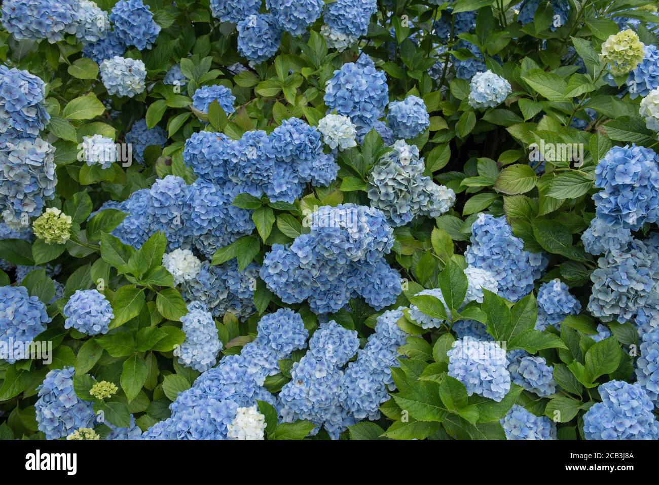 Background or Texture of Summer Flowering Blue Mophead Hydrangea (Hydrangea macrophylla 'Mousseline') in a Woodland Garden in Rural Devon, England, UK Stock Photo