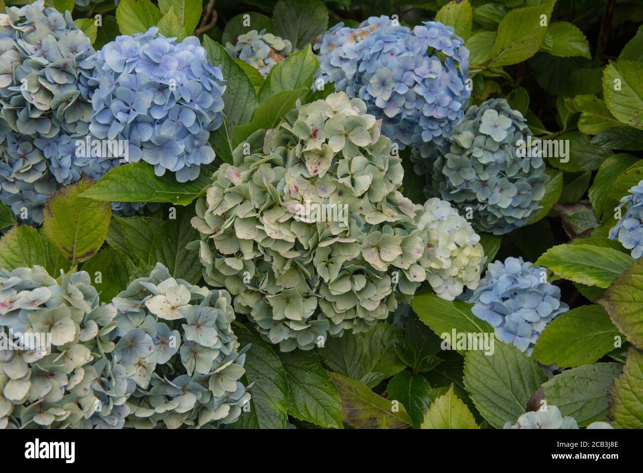 Background or Texture of Summer Flowering Blue Mophead Hydrangea (Hydrangea macrophylla 'Mousseline') in a Woodland Garden in Rural Devon, England, UK Stock Photo