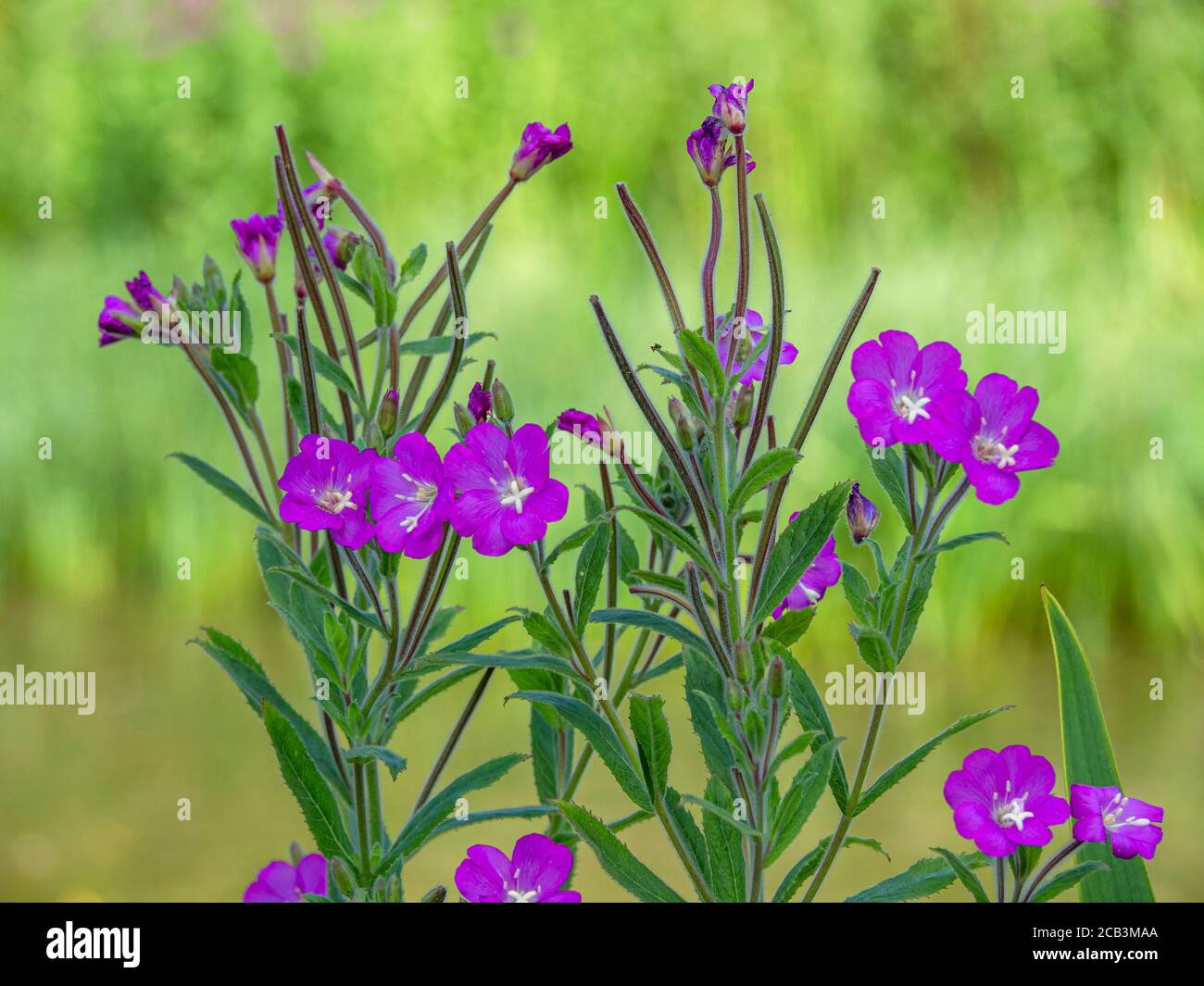 Pretty purple flowers of great willowherb, Epilobium hirsutum, flowering in a park in summer Stock Photo