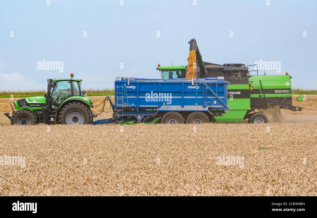 East Lothian, Scotland, United Kingdom, 10th August 2020. UK Weather: a wheat field is harvested by a Deutz-Fahr combine harvester with a ractor collecting the grain at Mungoswells in Summer with a tractor trailer collecting the grain Stock Photo