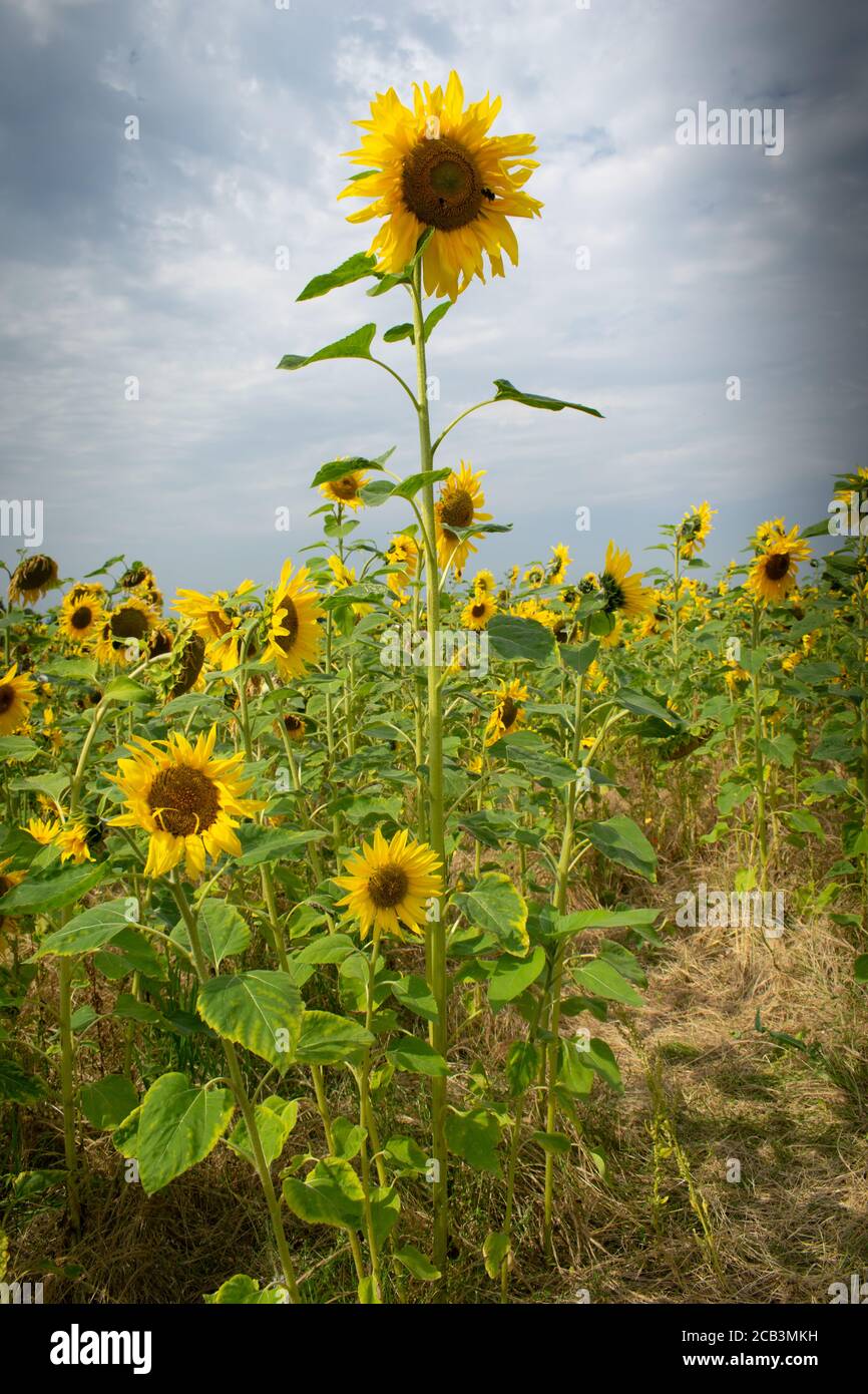 Tall sunflower among field of small sunflowers. Tall concept or growth