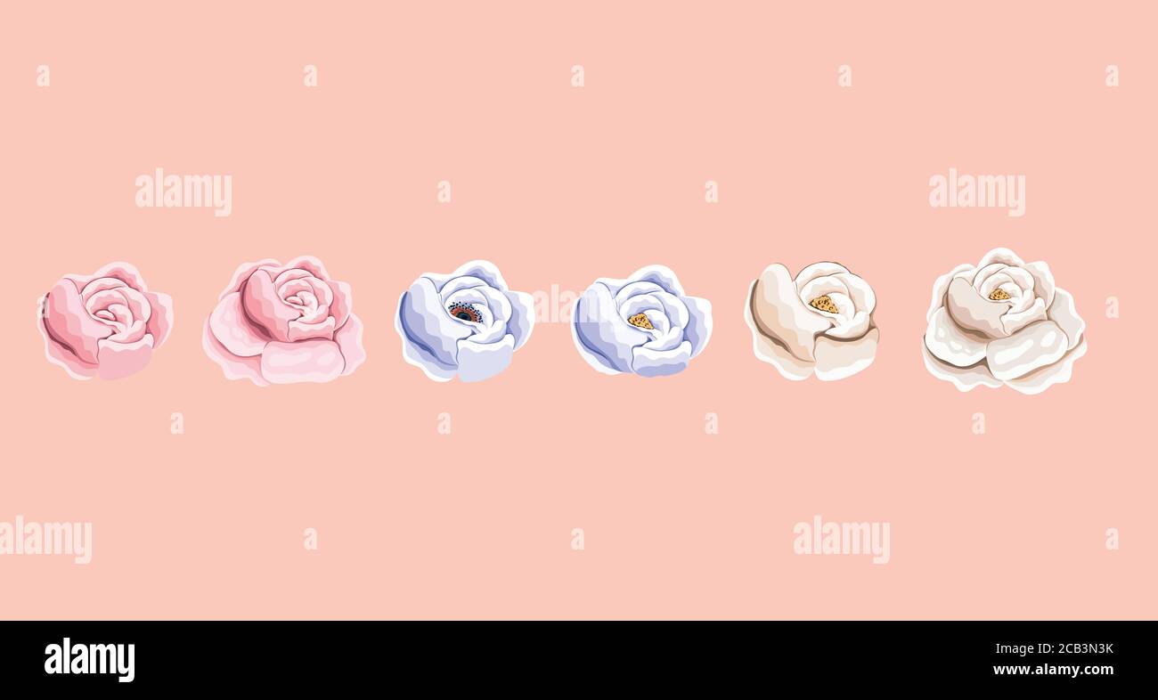 set of roses flowers painting design, natural floral nature plant ornament garden decoration and botany theme Vector illustration Stock Vector