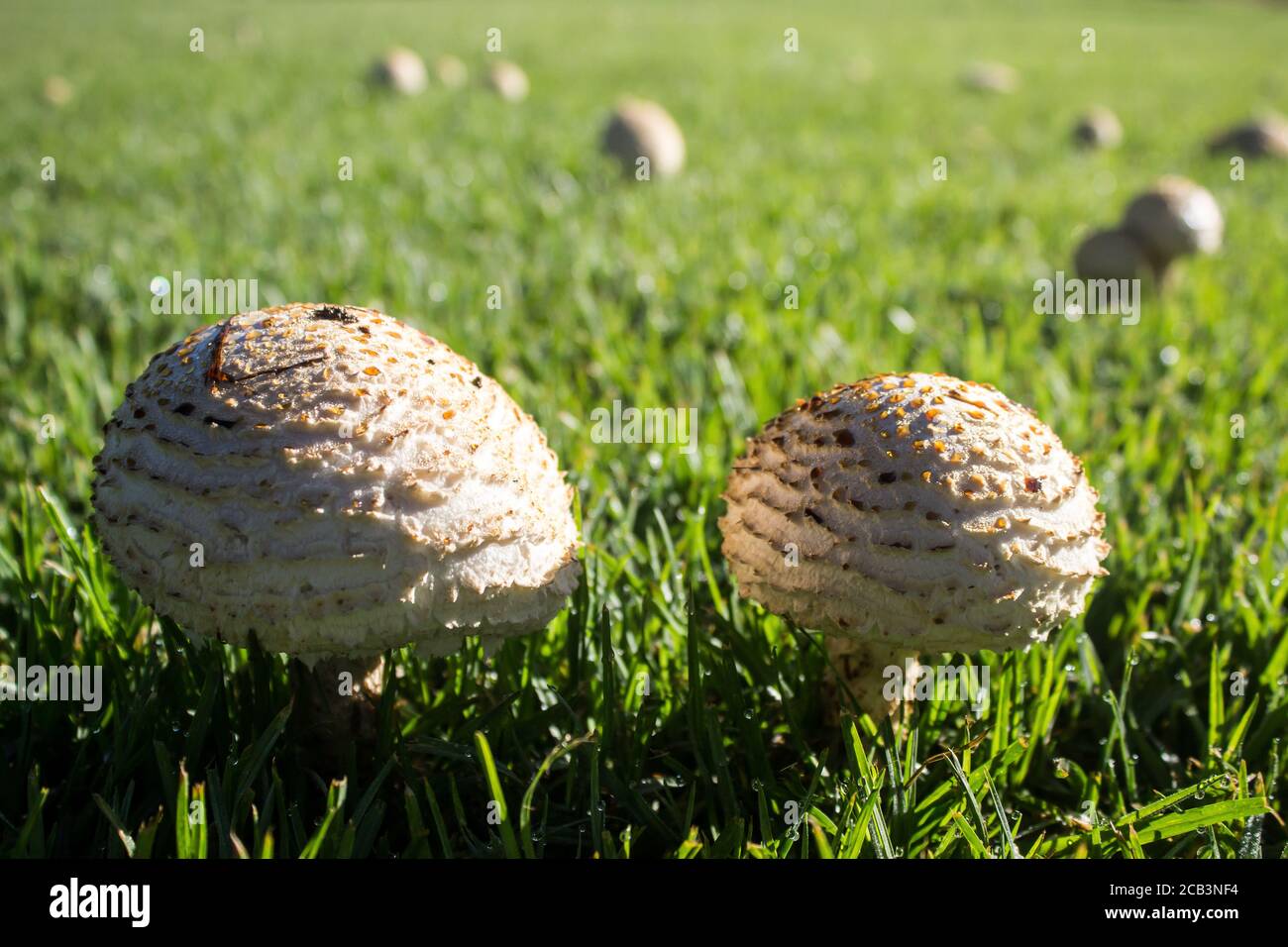 The buds of two large white parasol mushrooms, in the early morning on a large lawn at a rest stop in KwaZulu Natal, South Africa Stock Photo