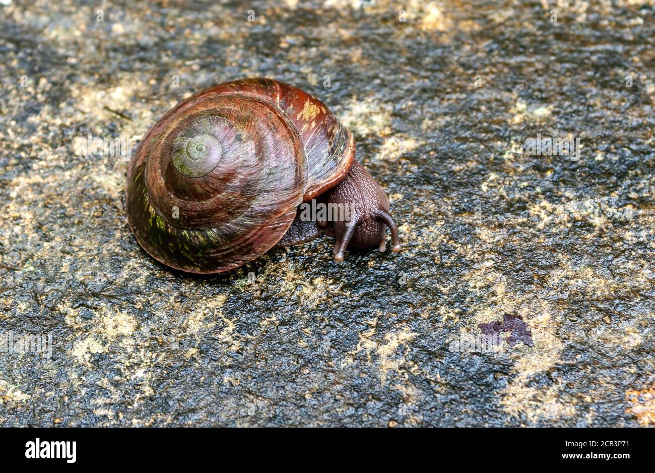 Snail on bridge, El Yunque, Caribbean National Forest, Puerto Rico Stock Photo